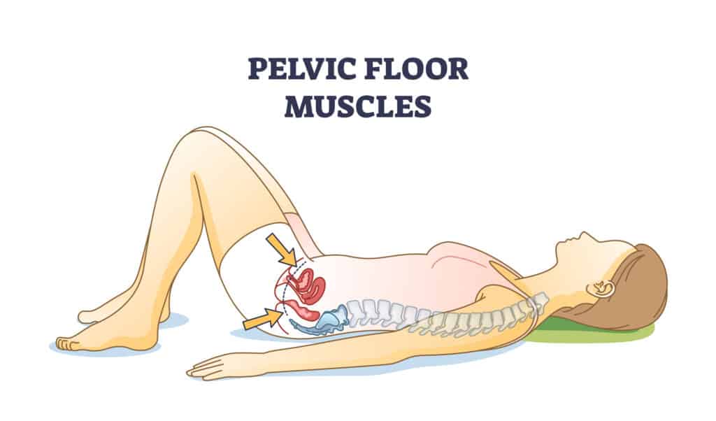 Pelvic floor muscles anatomical location in female body outline diagram